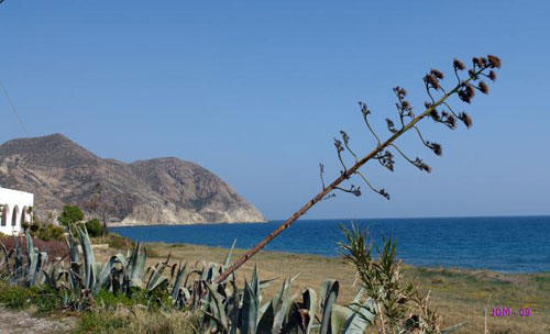 Parque Natural Cabo de Gata-Njar. San Jos